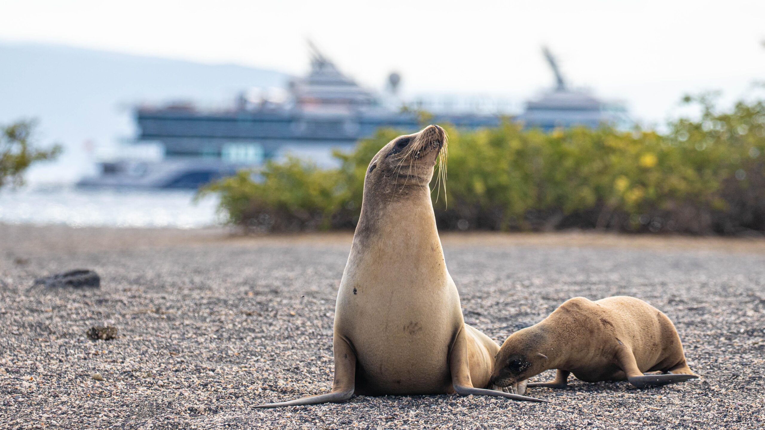 Cruzeiro em Galápagos – como é a viagem e o que esperar